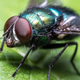 Image for article titled Fly Thinks Back Fondly On Time It Got To Perch On Popsicle Stick For Few Seconds